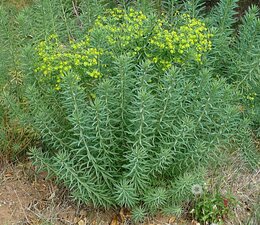 Euphorbia dendroides Plant